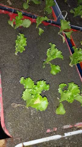 Dias(15) despues de la siembra