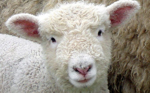 Los primeros patucos