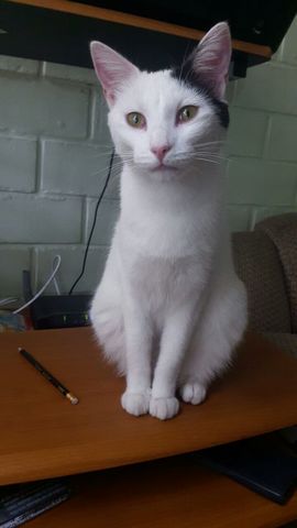 Primera adopción de una mascota