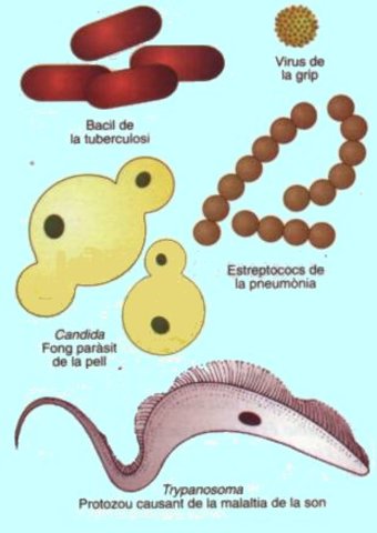 Malalties causades per les bacteris