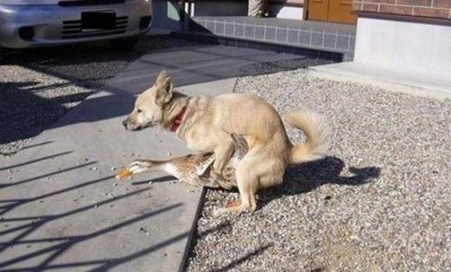 Espi love his dog... very much.