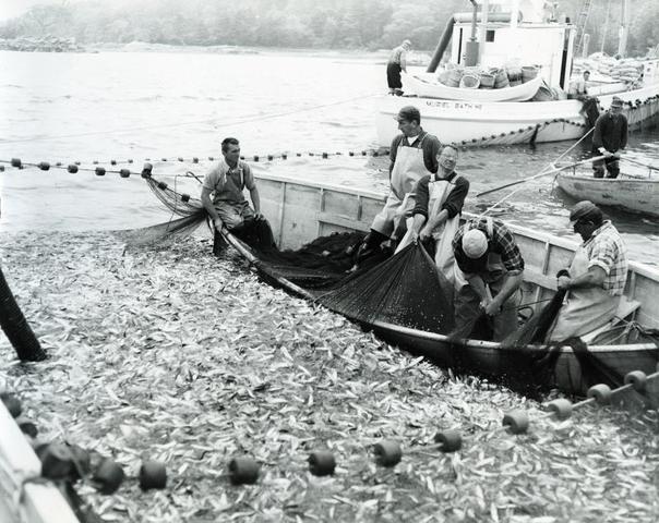 Sardine Numbers Increase