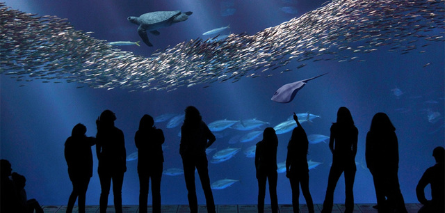 Monterey Bay Aquarium Is Established