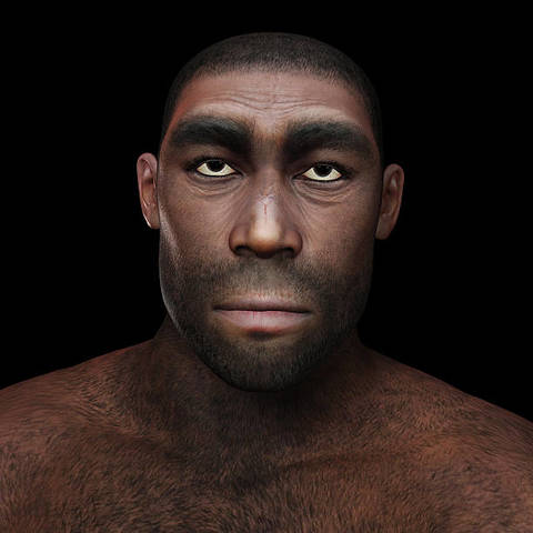Homo Erectus