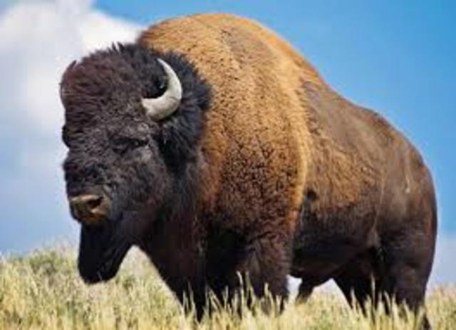The Importance of Buffalo