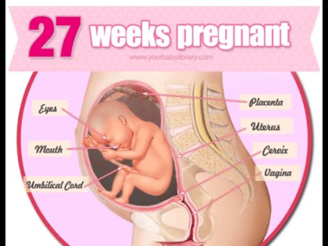 27 Weeks
