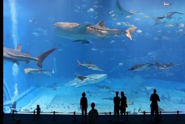 Vídeo de alta definición.