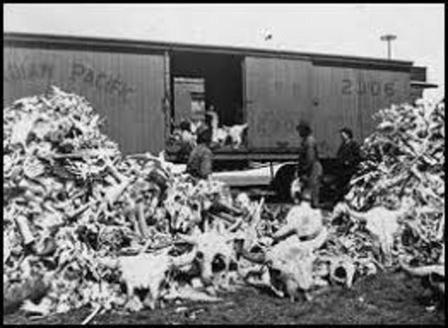 Killing of the Buffalo