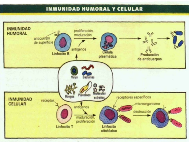 "Teoría de la Inmunidad Celular".