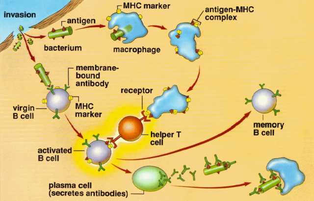 "Teoría de la Inmunidad Humoral"