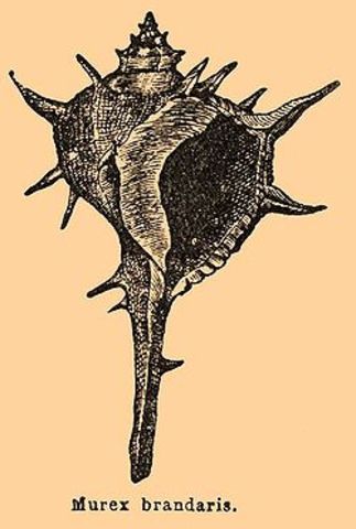 Producción de tinta púrpura