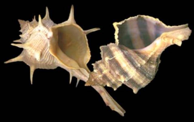 Productos orgánicos utilizados en la antigüedad