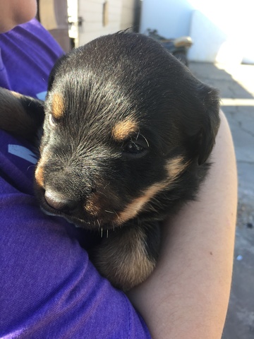 Diesel the Pure Bred German Rottweiler