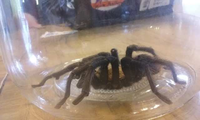 My first tarantula