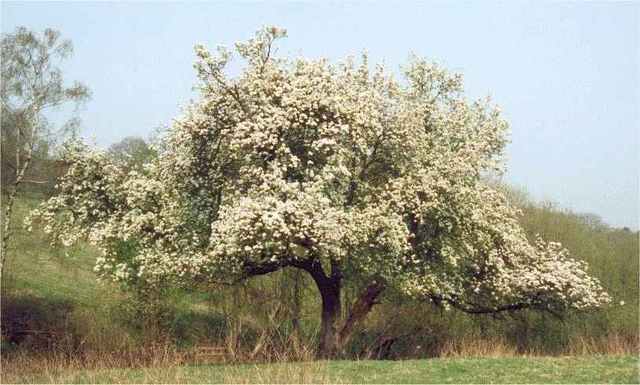 When Janie is a Teen