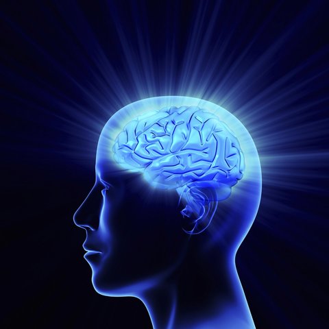 ¿Que aporta el estudio  del cerebro al conocimiento de la mente ?
