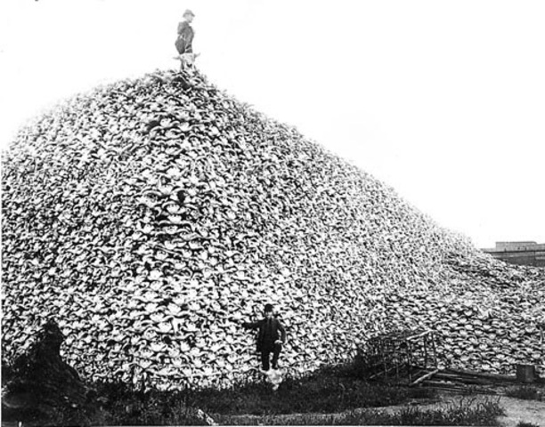 Killing of the Buffalo