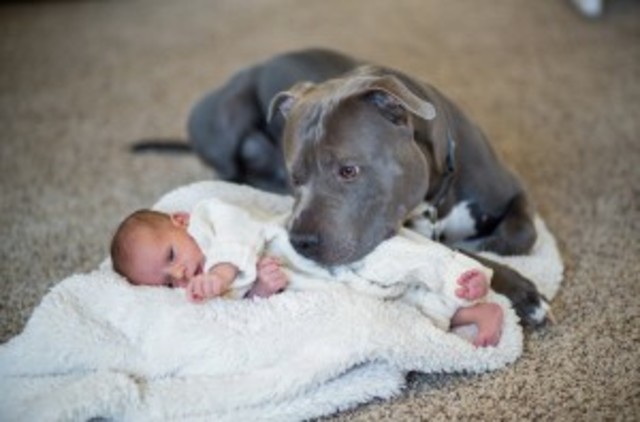 Adopt a dog or have a child