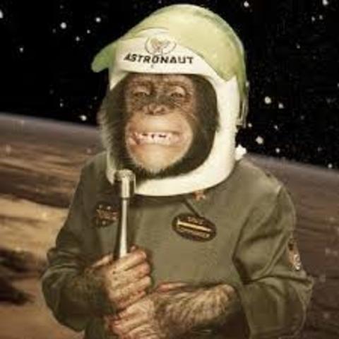 Ham, the first chimp to be launched into space