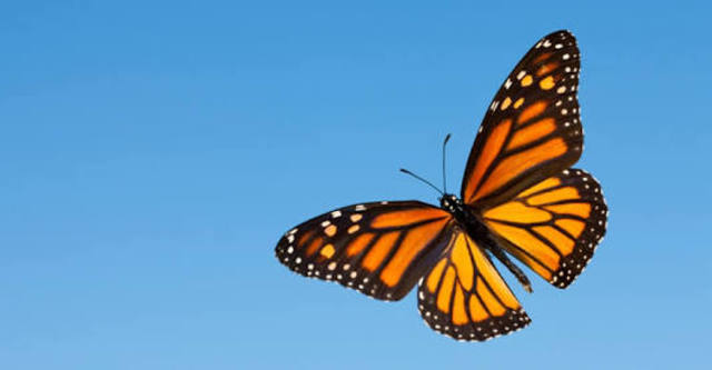 Monarch butterfly