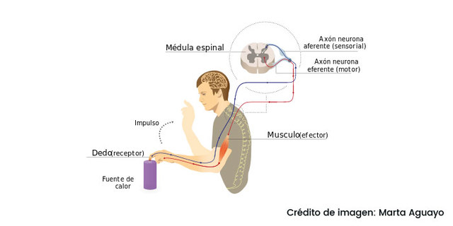 Día Mundial contra la ELA (Esclerosis Lateral Amiotrófica)