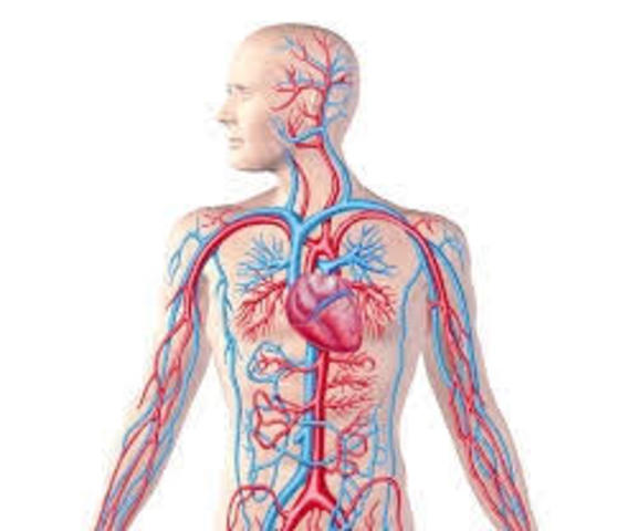 First Time Human Circulatory System Is Descibed