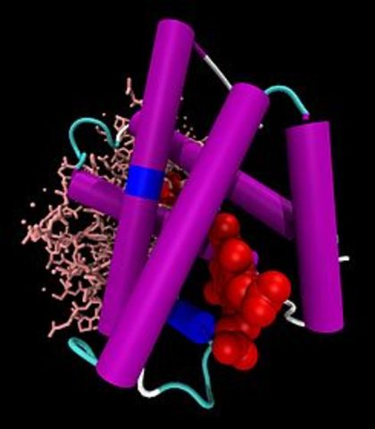 Estructura hemoglobina