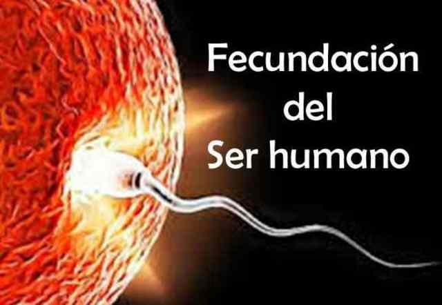 Fecundación