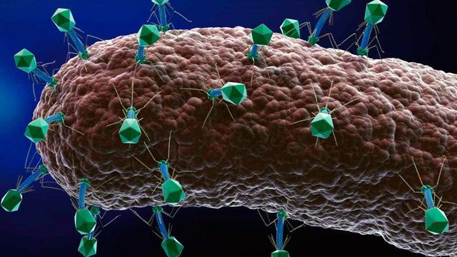 Actividad de bacteriófagos