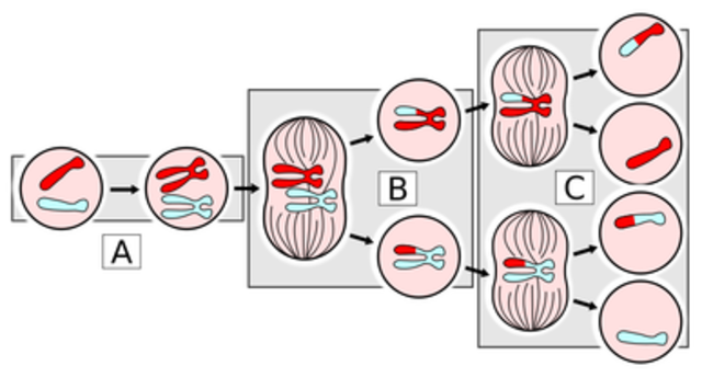 Meiosis