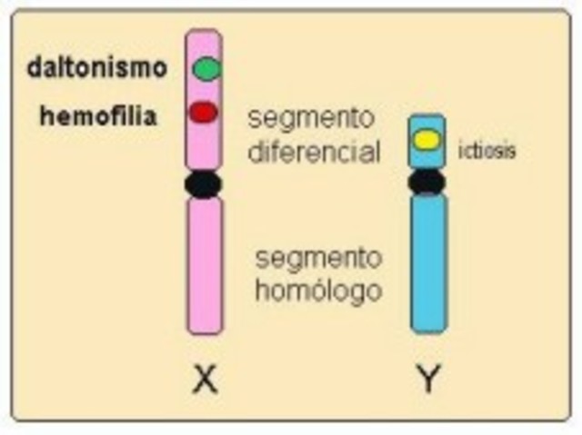 Genes ligados al sexo