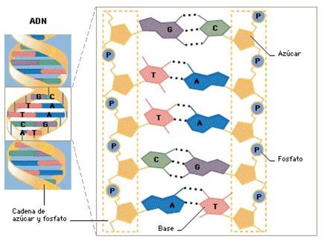 Estructura del ADN