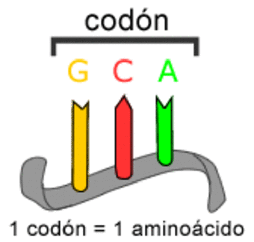 Tripletes (codón)