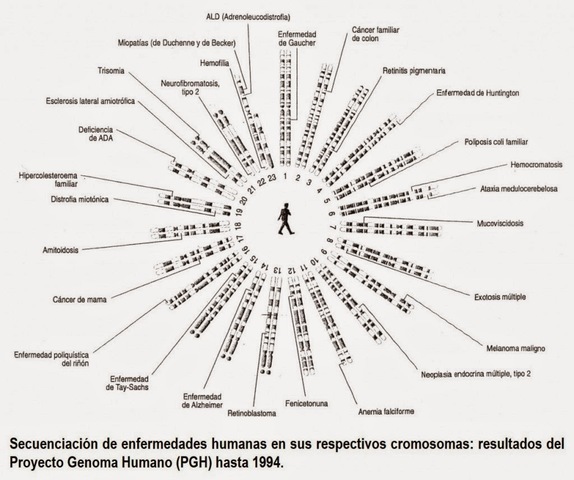 Mapa genético humano