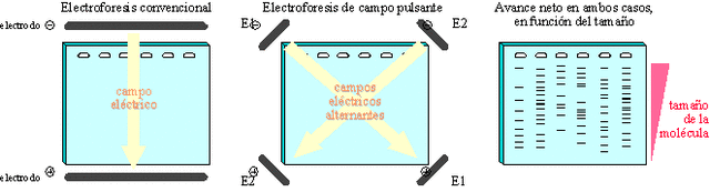 Electroforesis en campo pulsante
