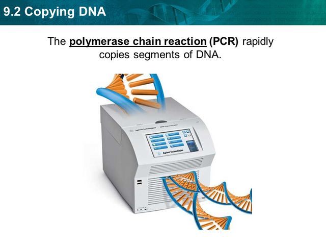 PCR