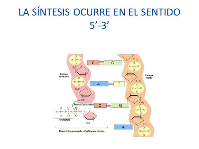 Sentido 5' a 3'