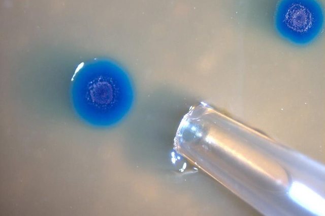 Primera célula sintética