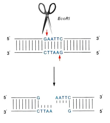 Cortar y pegar fragmentos de ADN