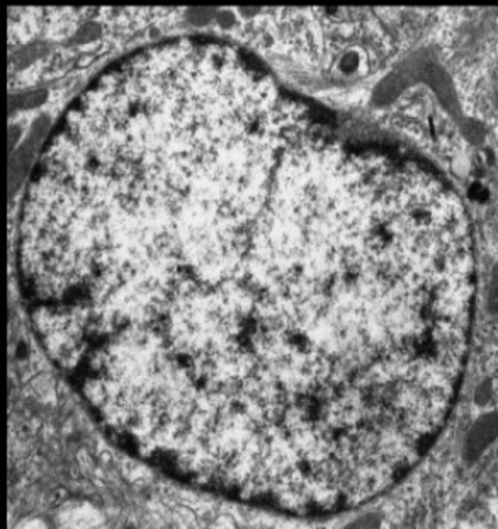 DESCUBRIMIENTO DEL ADN