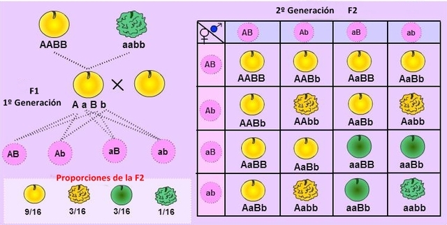 Ley de independencia