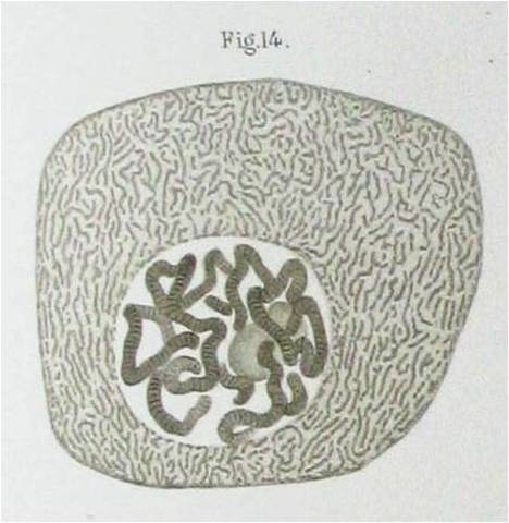 DISTRIBUCIÓN CROMOSÓMICA