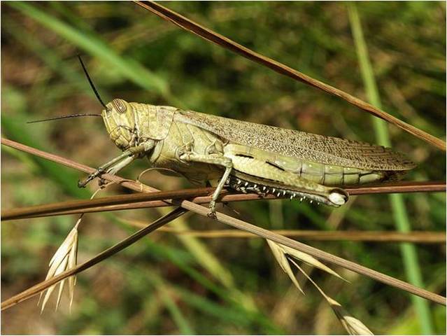 DEMOSTRACIÓN DE LA VALIDEZ DE LAS LEYES MENDELIANAS