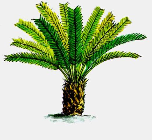 Aparecen las plantas gimnospermas