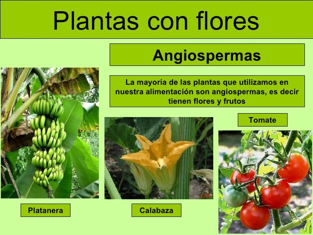 Aparición de más seres vivos (animales placentarios, aves, angiospermas)