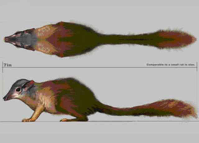 Primate más antiguo