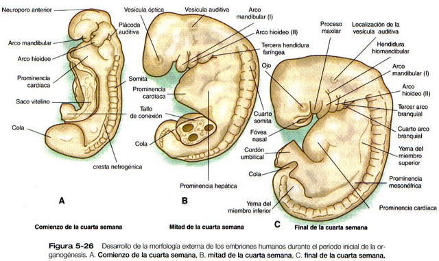 Semana 4 y 5
