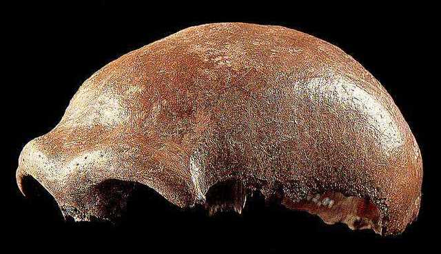 Descubrimiento del Hombre de Neandertal