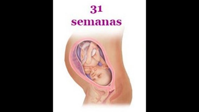 Semana 30 a 31