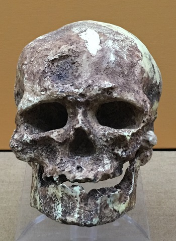 Descubrimiento del Hombre de Cro-Magnon